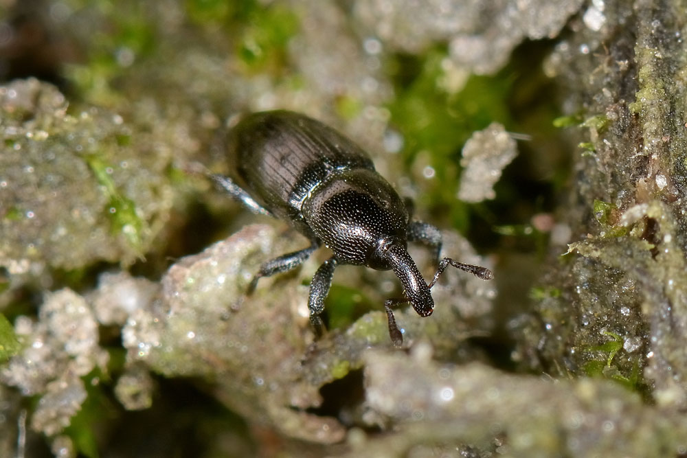 Curculionida:  Baris sp?  No, Melanobaris laticollis e Aulacobaris chlorizans